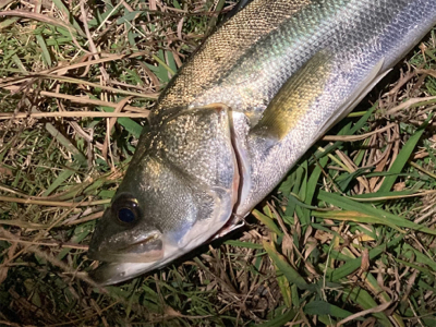 スミス(サラナ80f)でシーバスフィッシング