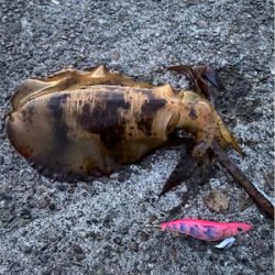 いいサイズになってきた♪