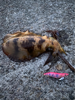 いいサイズになってきた♪