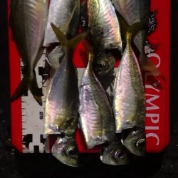 アジング練習 205