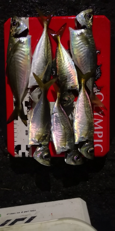 アジング練習 205