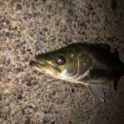 久々のシーバス