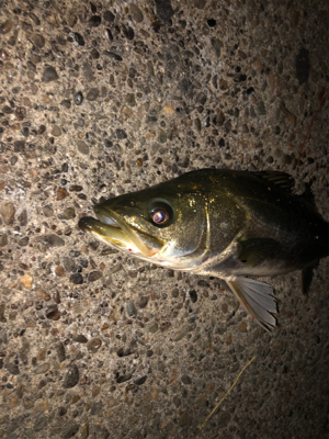 久々のシーバス