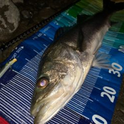 ランカー2本(^^)v