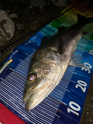 ランカー2本(^^)v