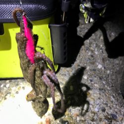 エギングなのに…タコングσ(^_^;)