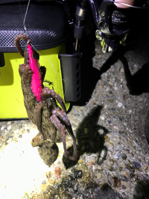 エギングなのに…タコングσ(^_^;)