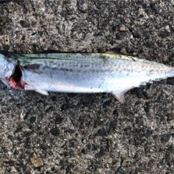 サゴ氏でございます