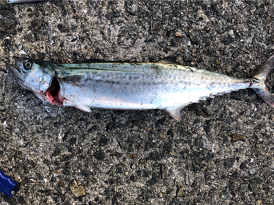 サゴ氏でございます