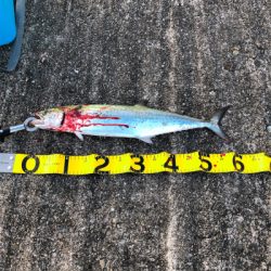 ハマチはどこいったん？