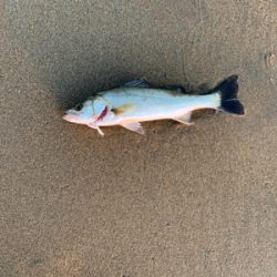 サーフシーバス