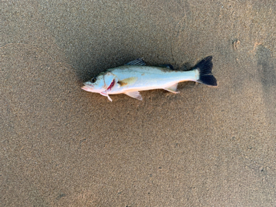 サーフシーバス