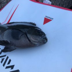 テトラでウキ釣り