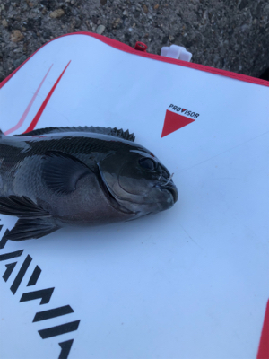 テトラでウキ釣り