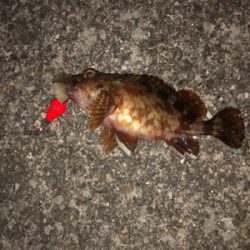 期待の大潮でしたが