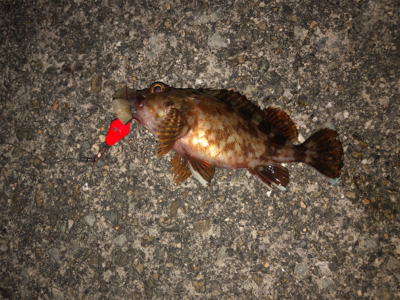 期待の大潮でしたが