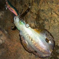 サイズ上がってきました