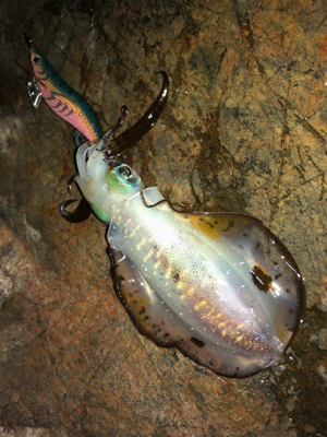 サイズ上がってきました