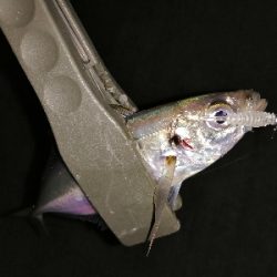 今年のアジング