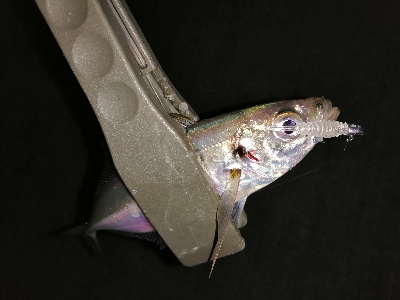 今年のアジング