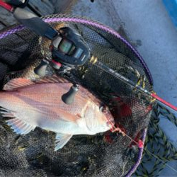 マイボートでタイラバ &ジギング&サビキ