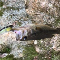 久々のベイトタックル