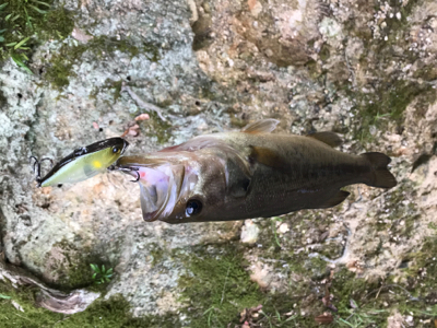 久々のベイトタックル