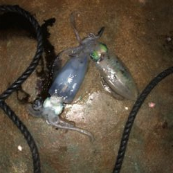 トローリングエギ