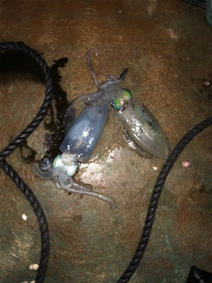 トローリングエギ