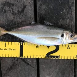 今日もアジのみ。