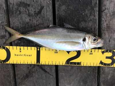 今日もアジのみ。