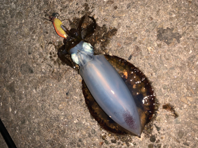 アオリイカ②&タコ⑤