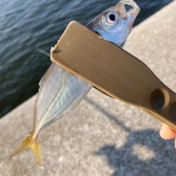 久々のサビキ釣りで爆釣！