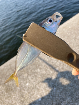 久々のサビキ釣りで爆釣！