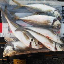 アジング　合わせ復習