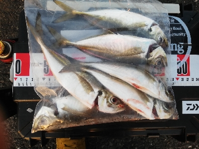 アジング　合わせ復習