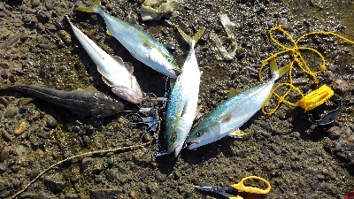 やっと海回復？