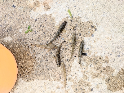 ハゼ釣りました