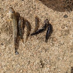 ハゼ釣りました