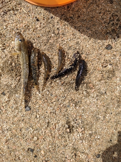 ハゼ釣りました