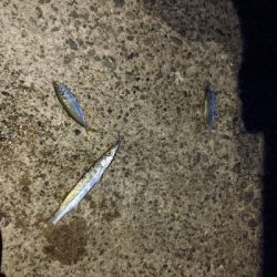 カマスシーズンのはじまり