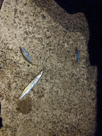 カマスシーズンのはじまり