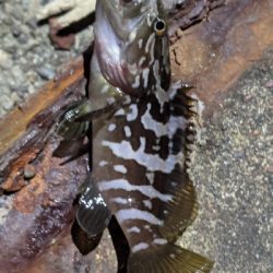 ナイトアジング