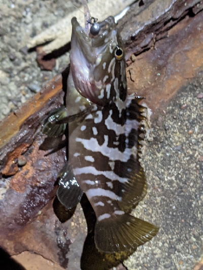 ナイトアジング