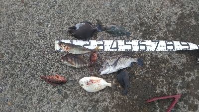 10/4釣果タカノハダイ尺アジ尺イサキチヌ…