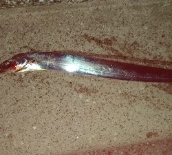 10/6釣果タチウオサンバソウ