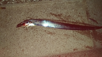 10/6釣果タチウオサンバソウ