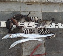 10/11釣果タチウオ入れ食いでした！