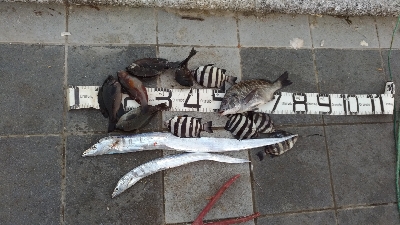 10/11釣果タチウオ入れ食いでした！