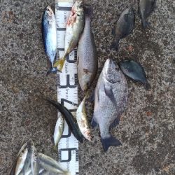 10/18釣果尺イサギ尺アジチヌソウダガツオグレ